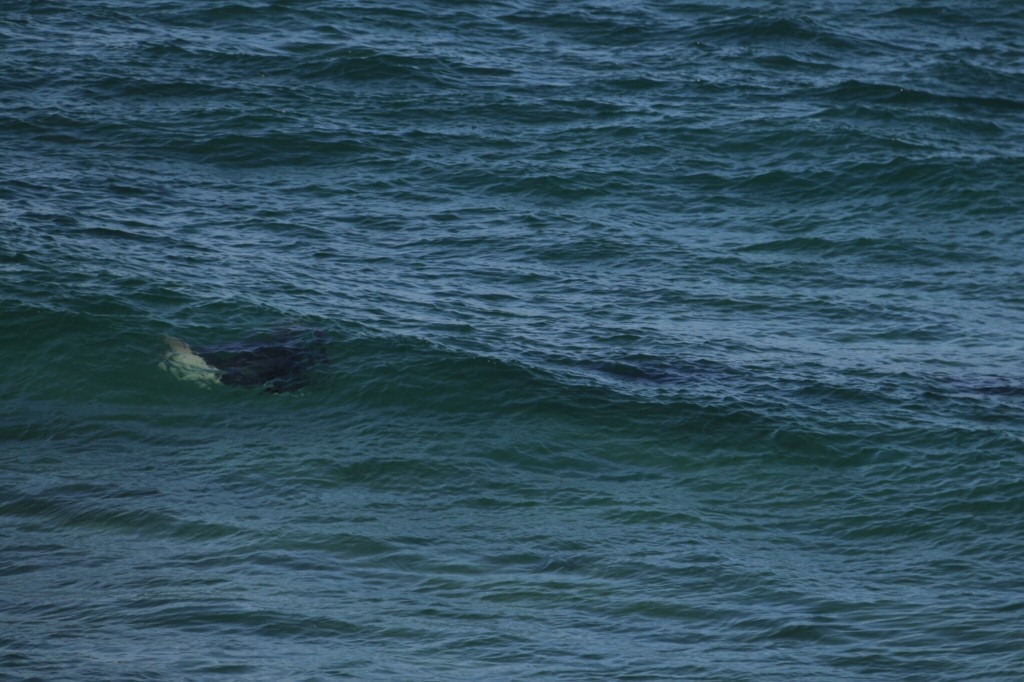 Manta stradbroke 