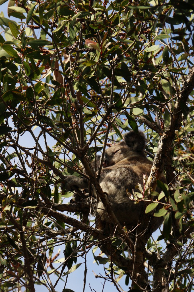 Koala