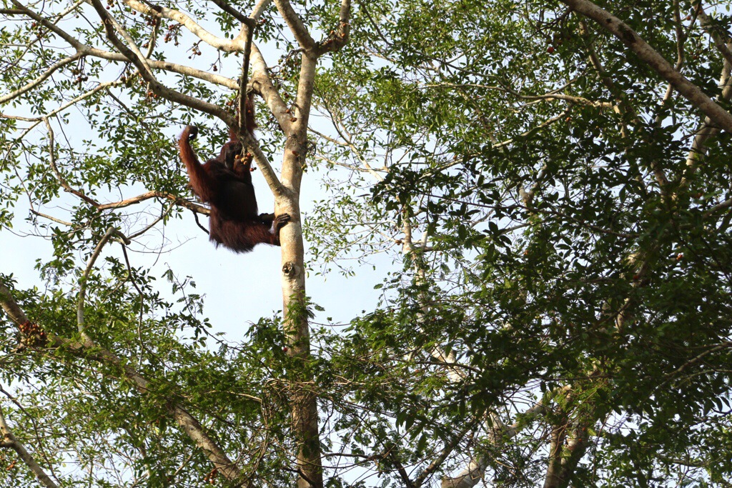 Maleisië – Sabah Borneo