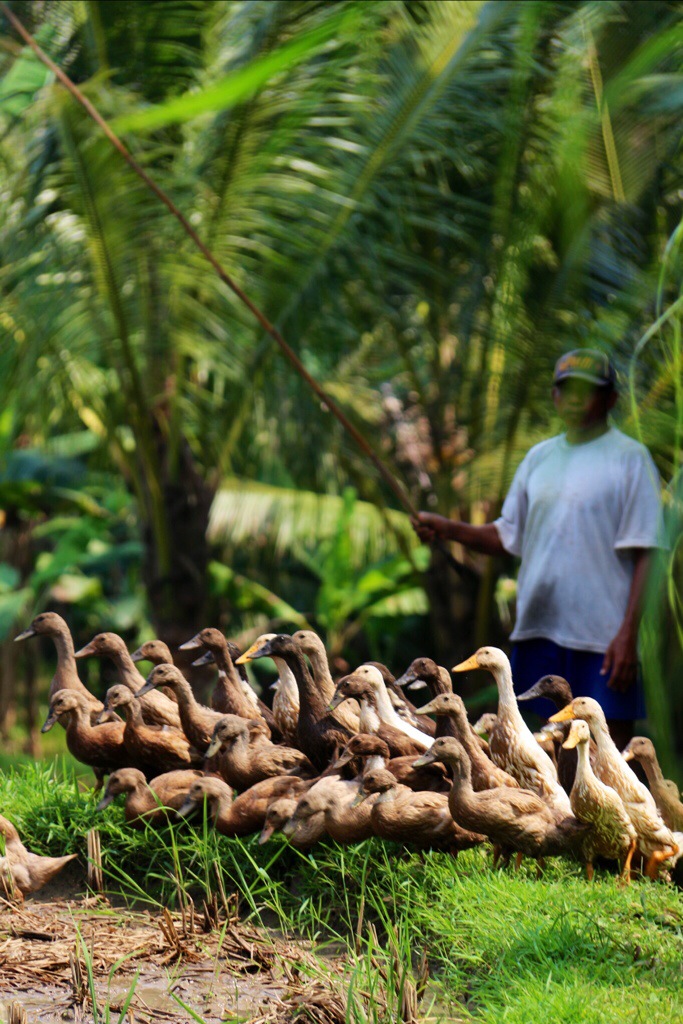 Indonesië – omgeving Ubud