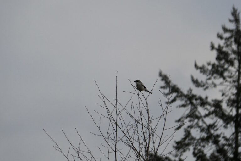 Great Grey Shrike (Lanius excubitor)