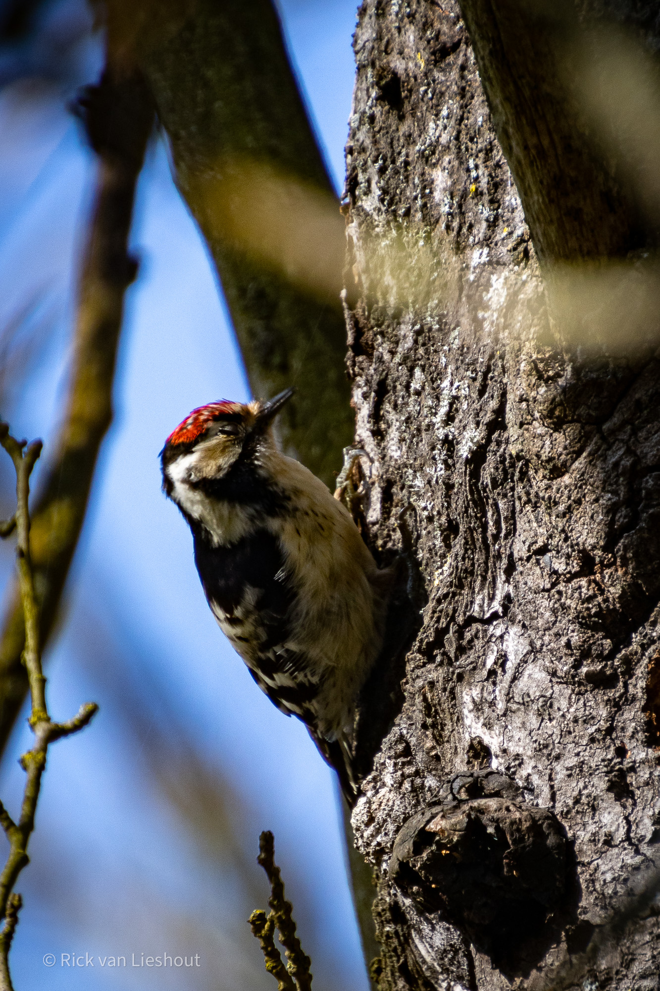 Amsterdamse Waterleidingduinen