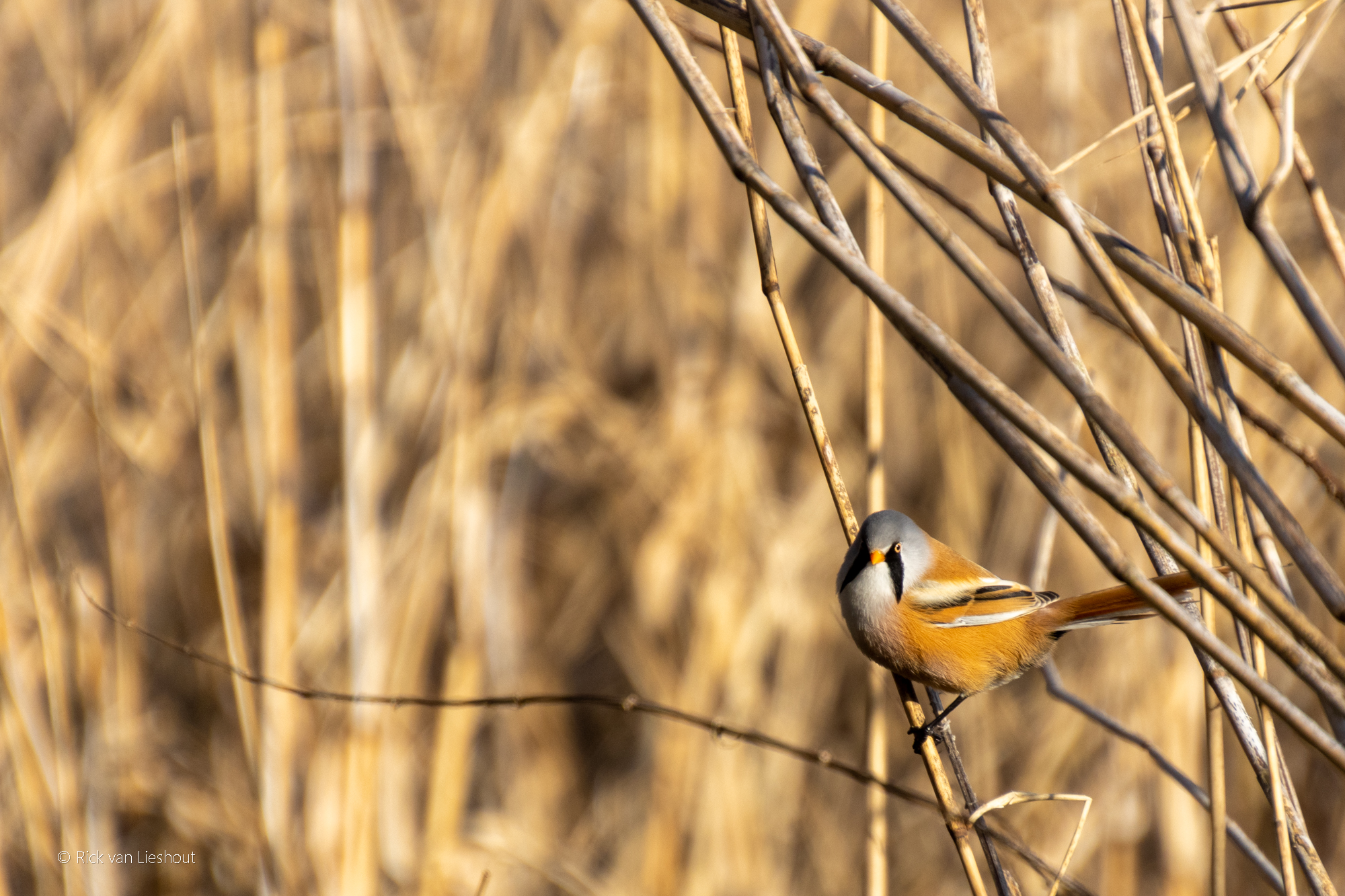 Bearded reedling – Baardmannetjes (Panurus biarmicus)