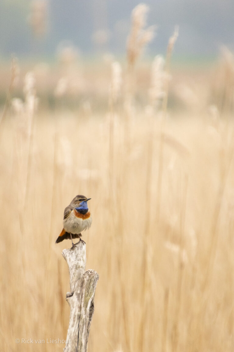 Bluethroat – Blauwborst (Luscinia svecica)