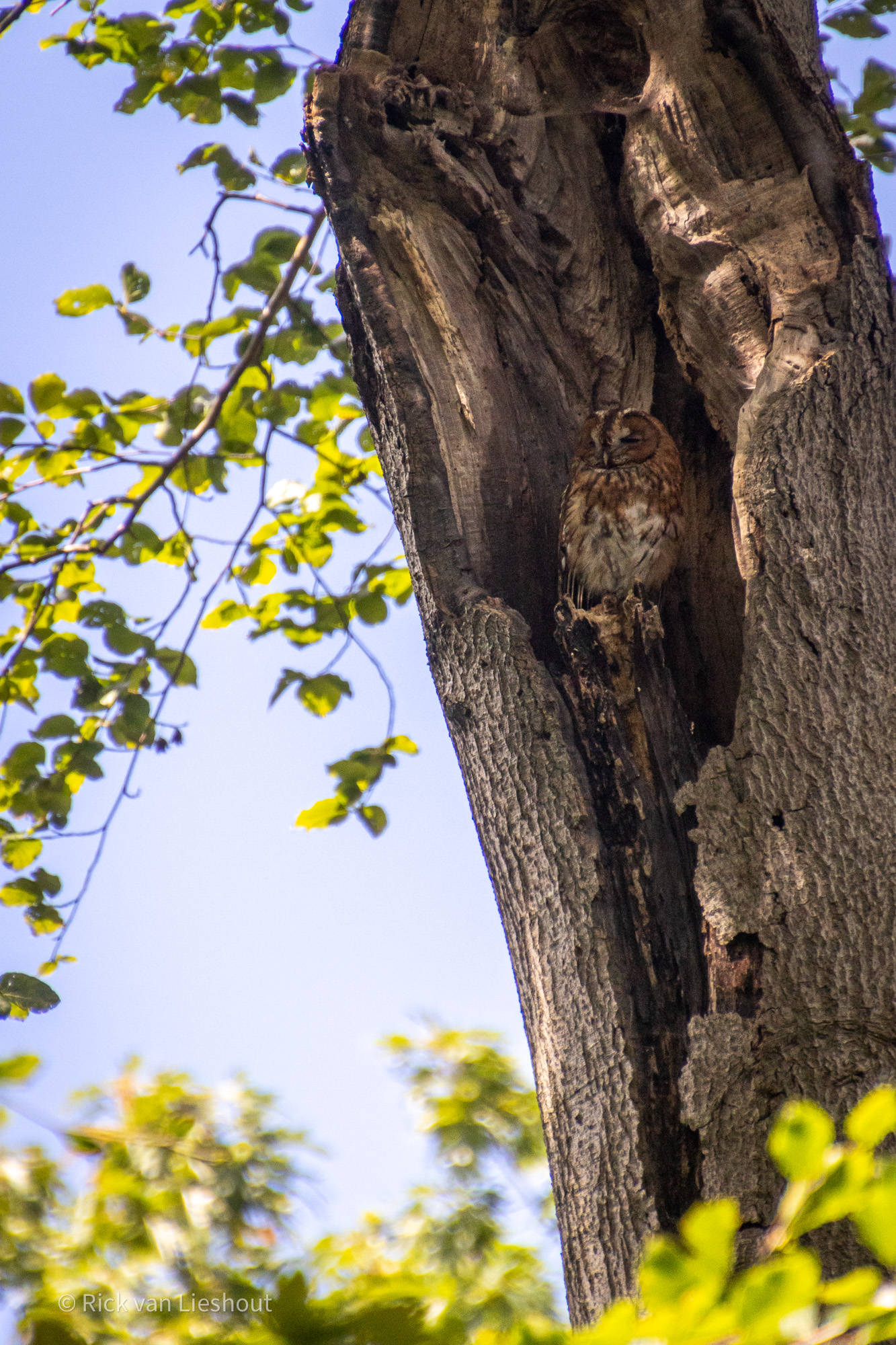 Tawny owl – Bosuil (Strix aluco)