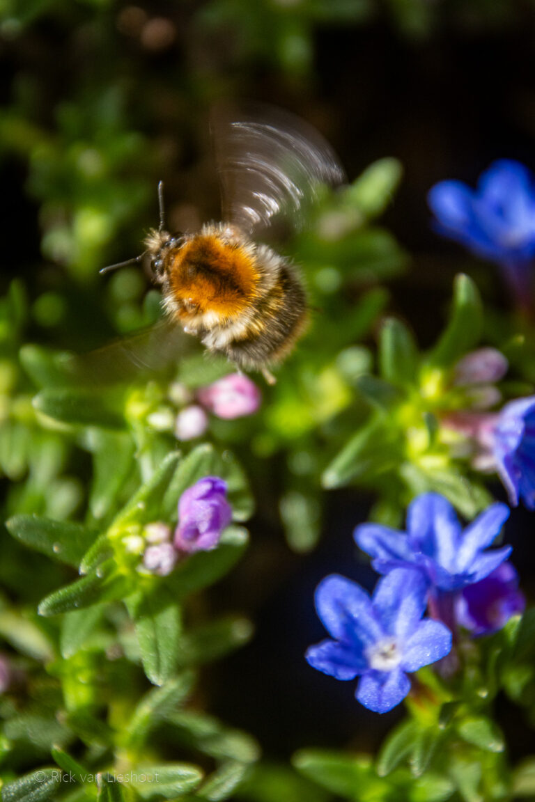 Bumblebees in my garden