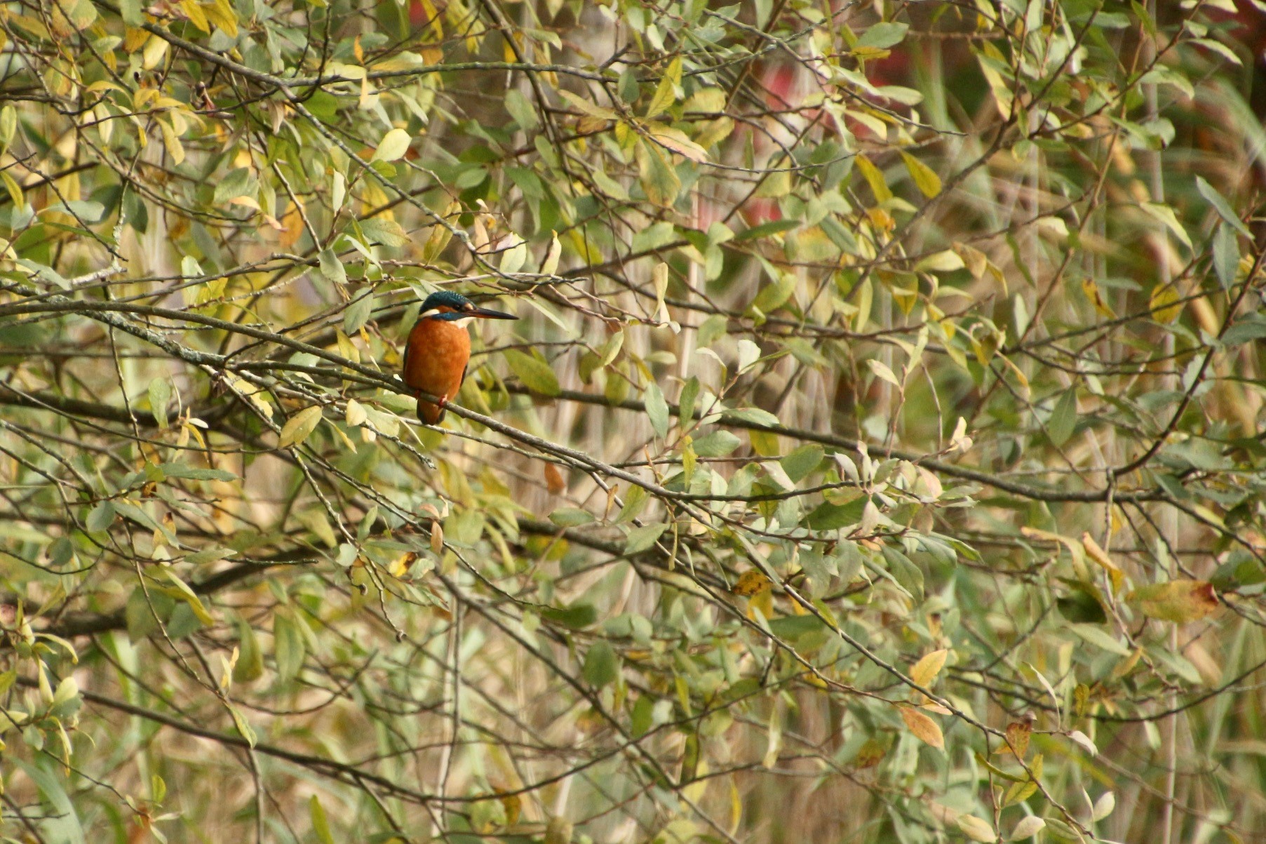 Short eared owl, Kingfisher and the Hen Herrier