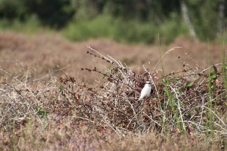 Great grey Shrike – welcome back!