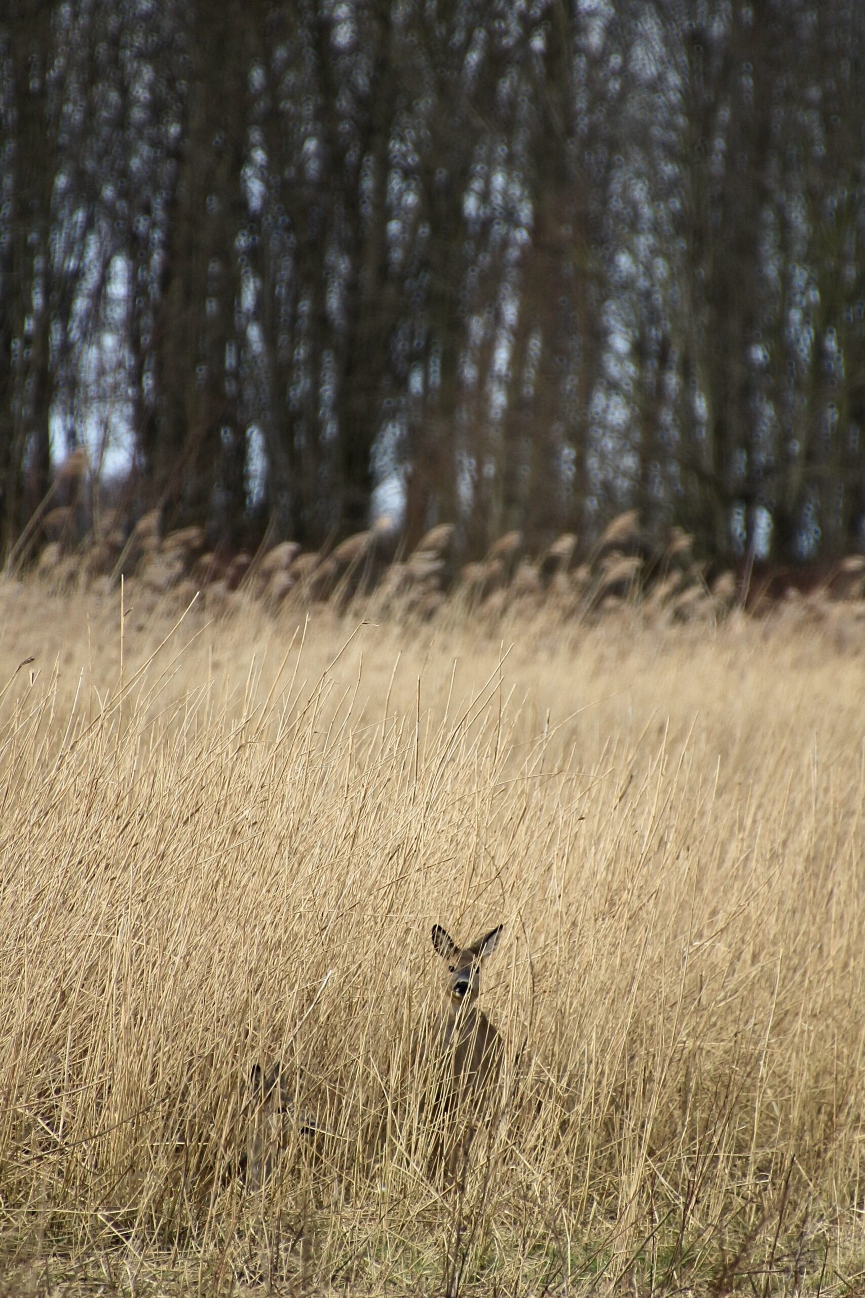 Oostvaardersplassen