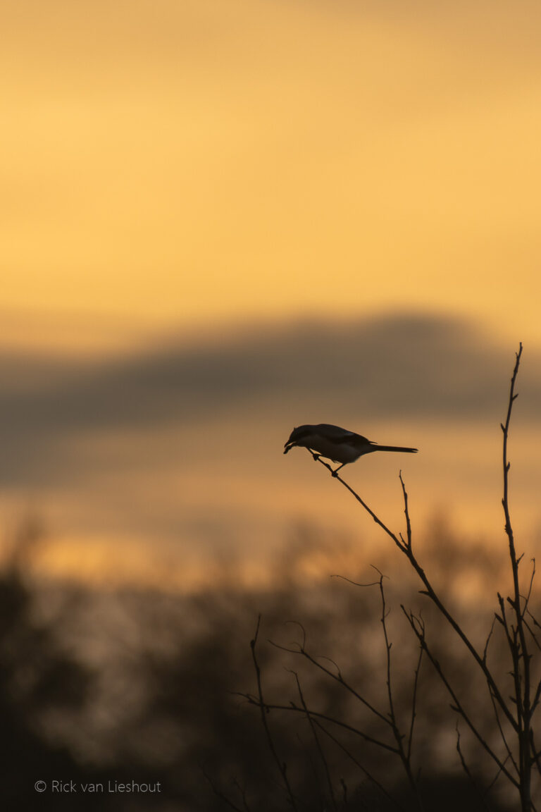 Great grey Shrike – Klapekster (Lanius excubitor)