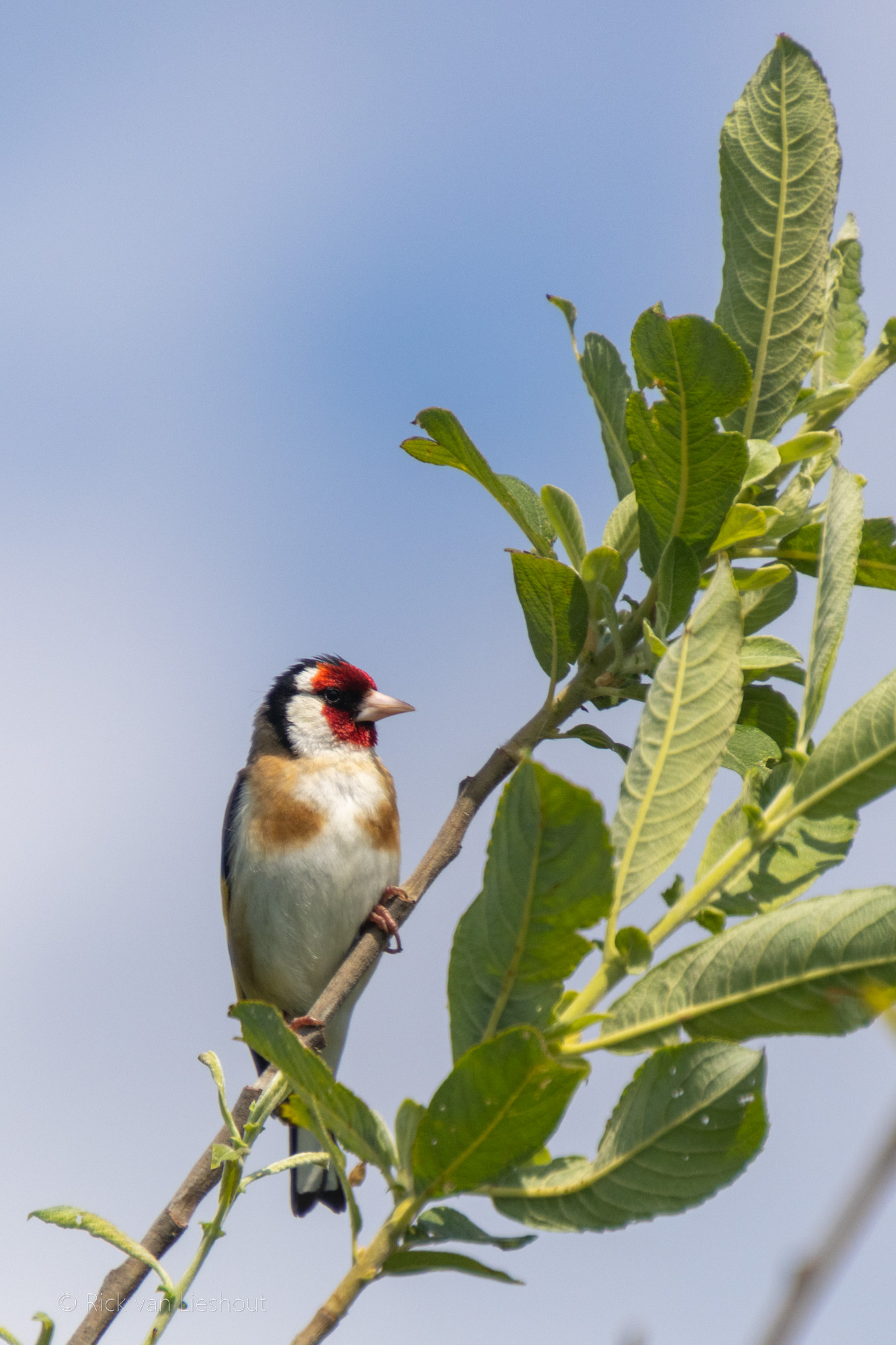 Oostvaardersplassen