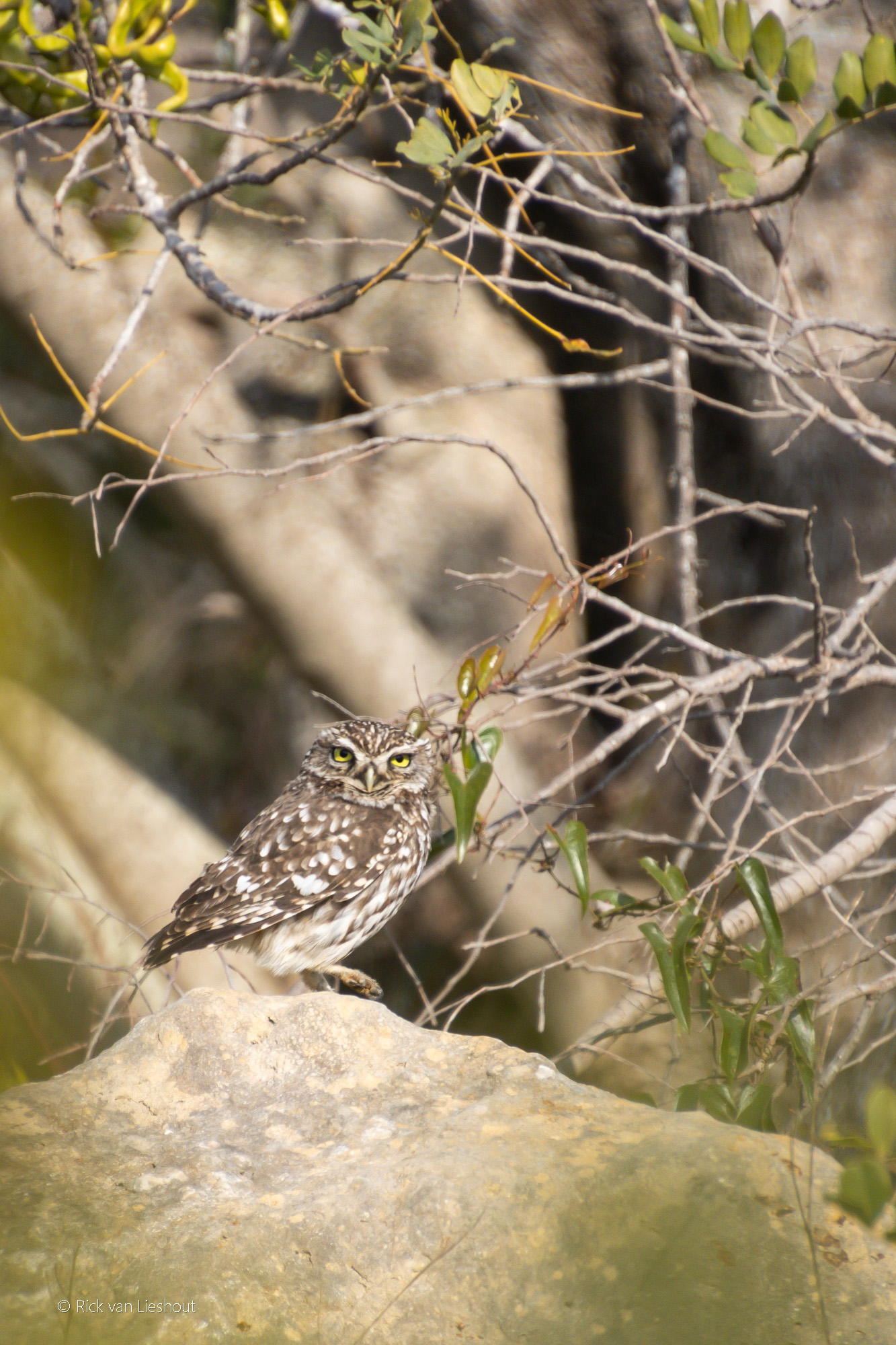 Little owl – Steenuil (Athene noctua)