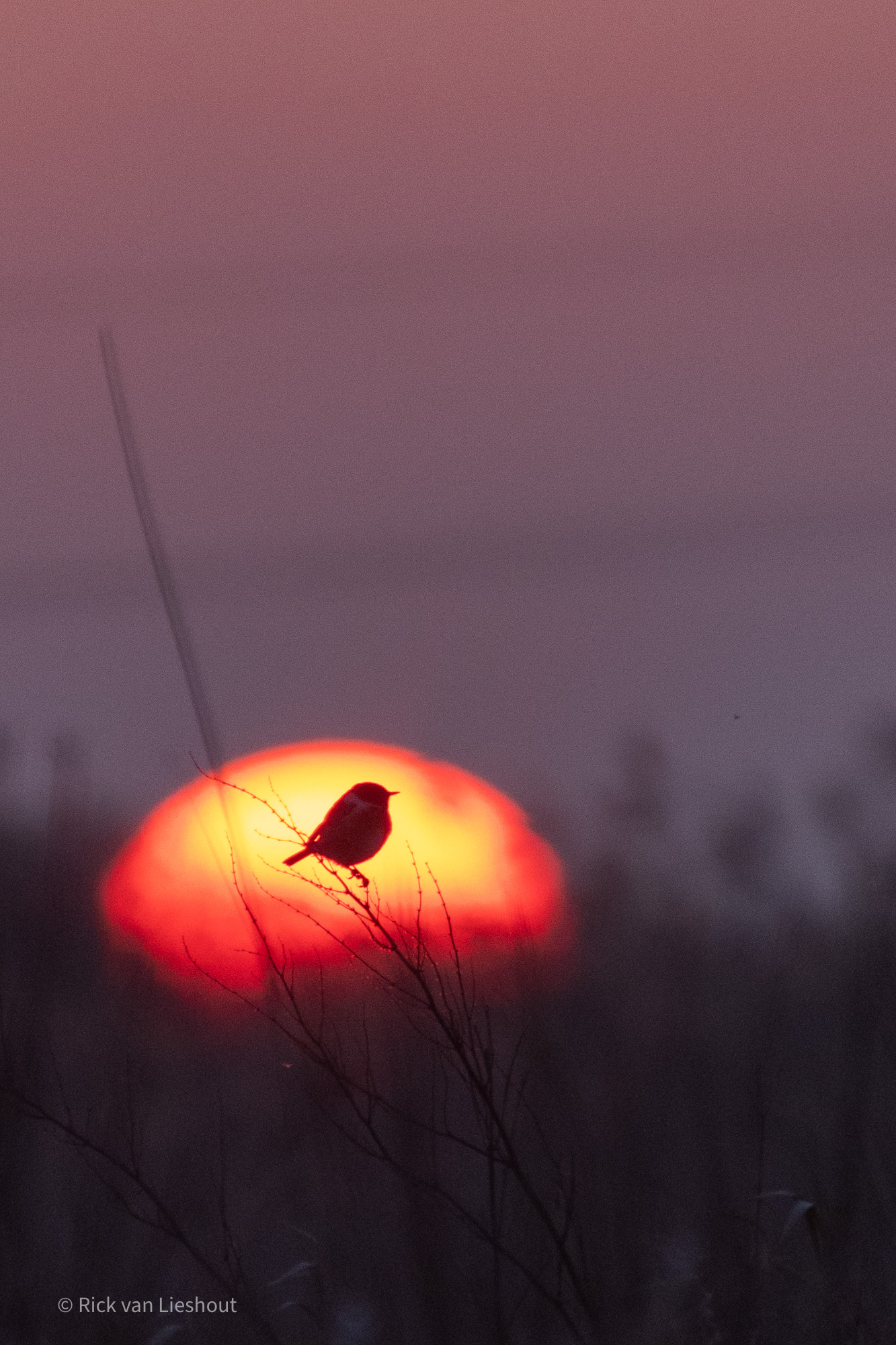 Sunset in the Hilversumse Meent