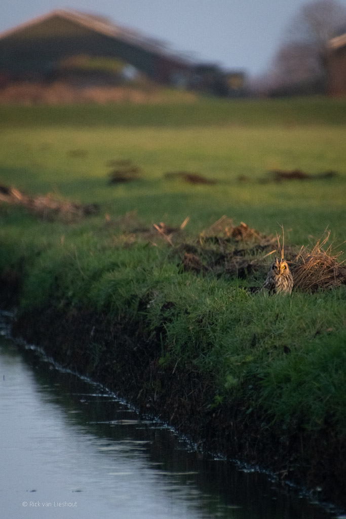 Short-Eared Owl – Velduil (Asio Flammeus)