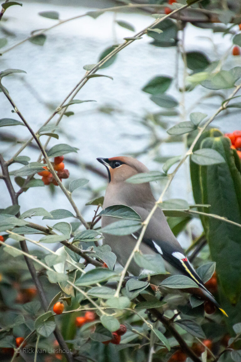 Bohemian waxwing – pestvogel (Bombycilla garrulus)